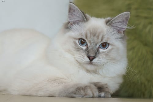 Lost Ragdoll black and white named Mittens in Calgary