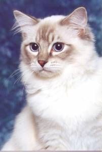 Lost Ragdoll grey named Sophie in Burnaby