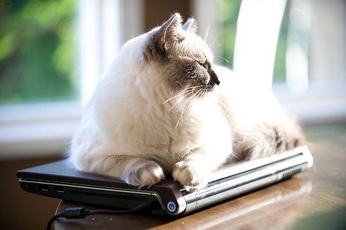 Lost Ragdoll orange tabby named Oreo in Montréal