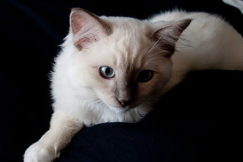 Lost Ragdoll calico named Oreo in Cornwall