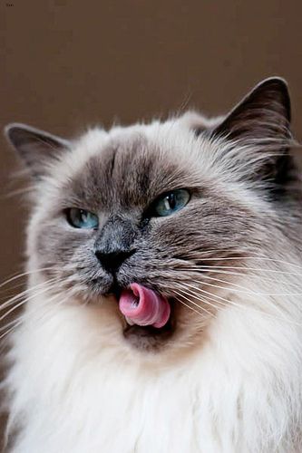 Lost Ragdoll white named Salem in Vaughan