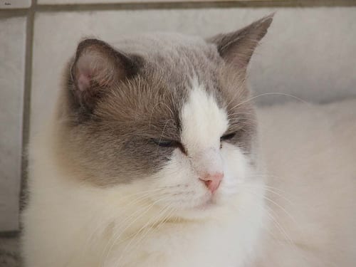 Lost Ragdoll grey named Oreo in Orillia