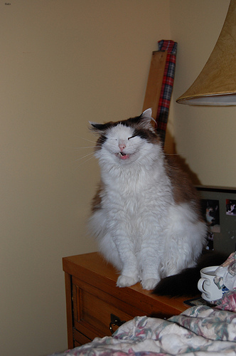 Lost Ragdoll calico named Salem in London