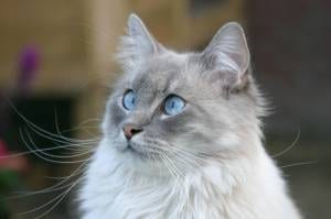 Lost Ragdoll grey tabby named Toby in Vancouver