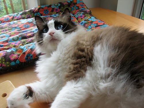 Lost Ragdoll tabby named Chloe in Surrey