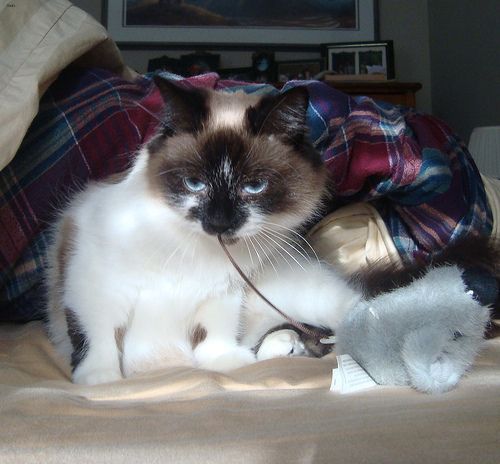 Lost Ragdoll white named Oreo in Richmond