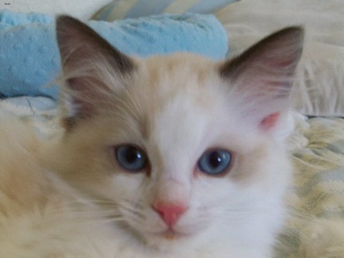 Felix