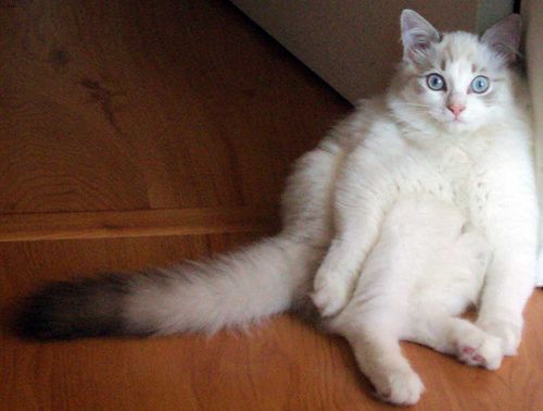 Lost Ragdoll black named Chloe in Surrey