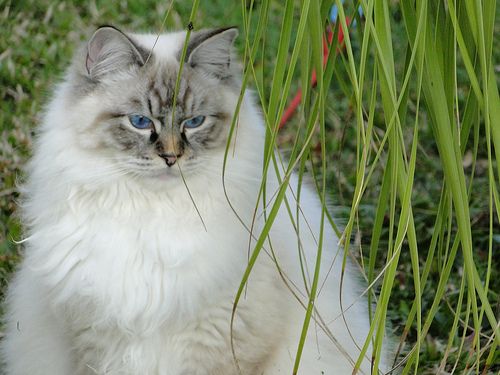 Lost Ragdoll white named Lola in Montréal