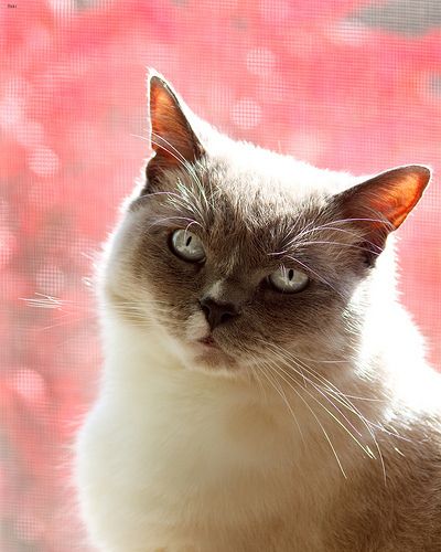Lost Ragdoll white named Felix in Squamish