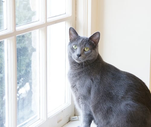 Lost Russian Blue black and white named Jasper in Saint-Hyacinthe