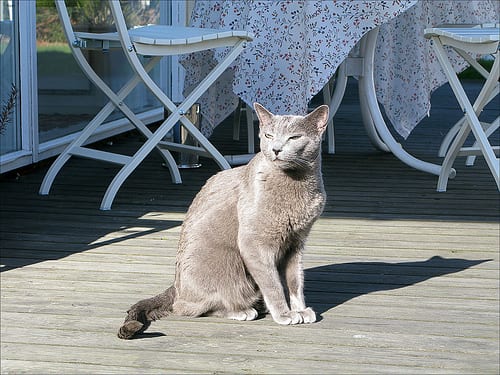 Lost Russian Blue calico named Misty in Windsor