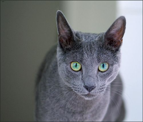 Lost Russian Blue white named Cleo in Edmundston