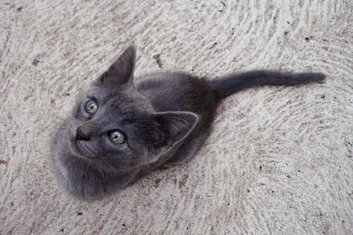 Lost Russian Blue grey named Misty in Richmond Hill