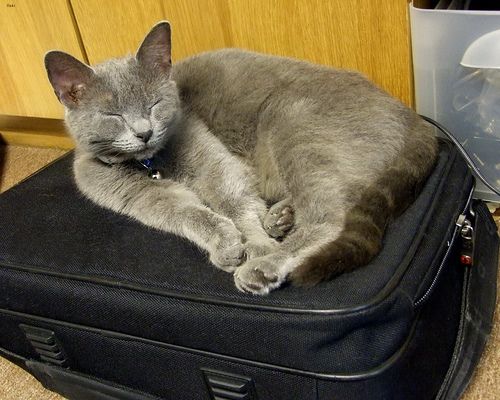 Lost Russian Blue calico named Lola in Oakville