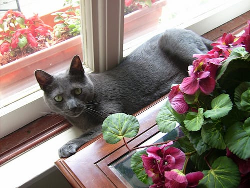 Lost Russian Blue black named Misty in Surrey
