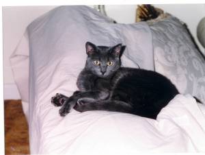 Salem
