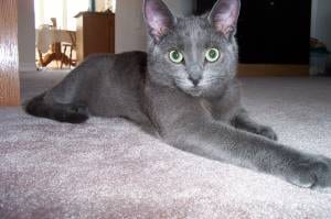 Lost Russian Blue grey tabby named Felix in Saanich