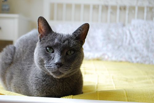 Lost Russian Blue orange tabby named Pumpkin in Laval