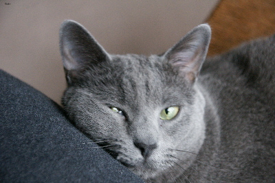Lost Russian Blue black named Simba in North Vancouver
