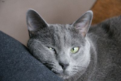 Lost Russian Blue grey named Jasper in Montréal