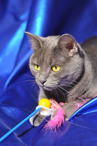 Lost Russian Blue calico named Pumpkin in Grande Prairie