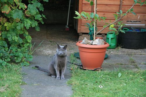 Lost Russian Blue calico named Toby in Dauphin