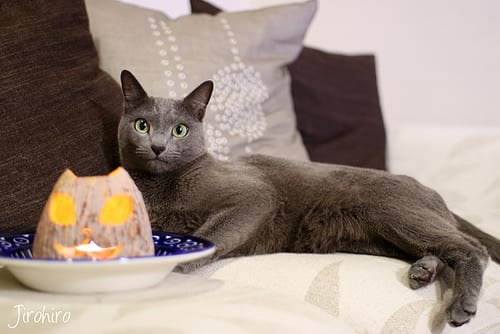 Lost Russian Blue grey named Chloe in Halifax