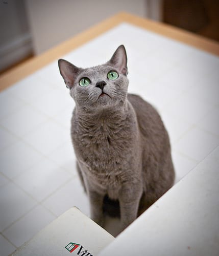 Lost Russian Blue calico named Simba in Owen Sound