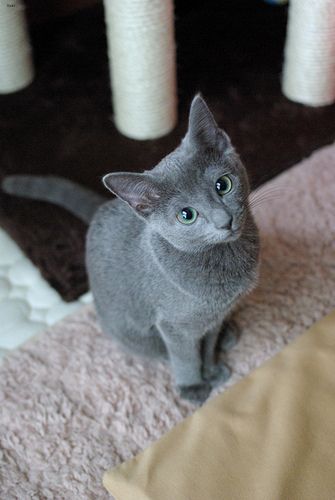 Lost Russian Blue grey named Oscar in Mississauga