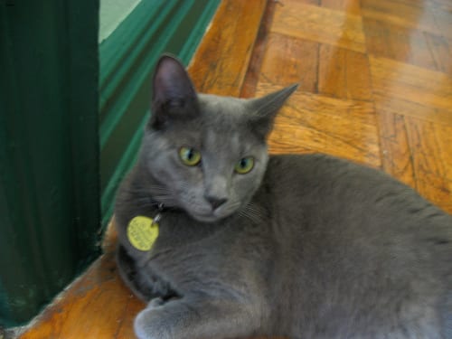 Lost Russian Blue white named Oscar in Calgary