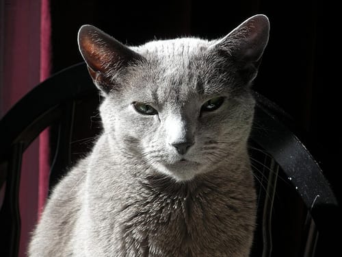 Lost Russian Blue tortoiseshell named Lily in Sorel-Tracy