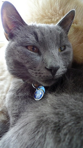 Lost Russian Blue white named Pumpkin in Kentville