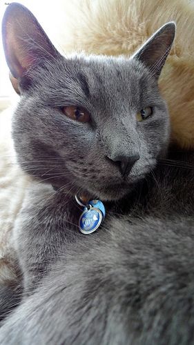 Lost Russian Blue white named Pumpkin in Kentville