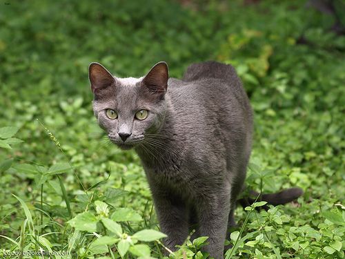Lost Russian Blue black named Mittens in Calgary