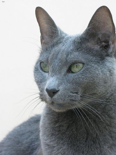 Lost Russian Blue cream named Smokey in Milton