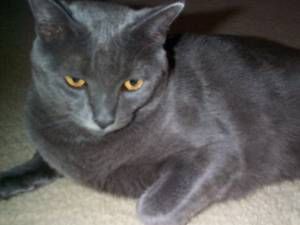 Lost Russian Blue white named Pumpkin in Guelph