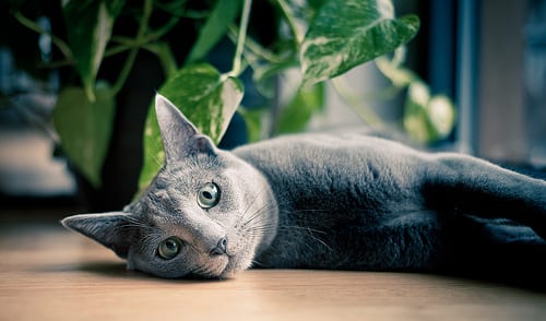 Lost Russian Blue cream named Shadow in Pickering
