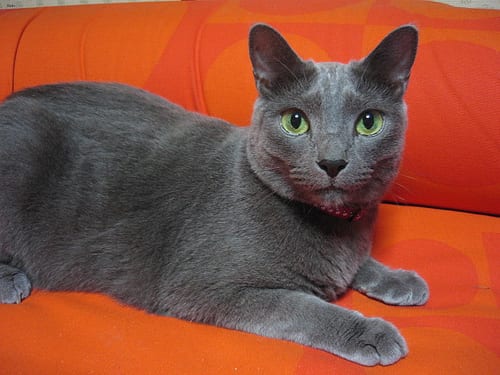 Lost Russian Blue white named Oscar in Toronto