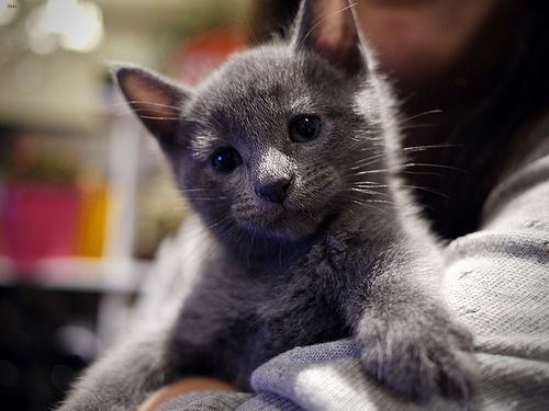 Lost Russian Blue calico named Mittens in Sarnia