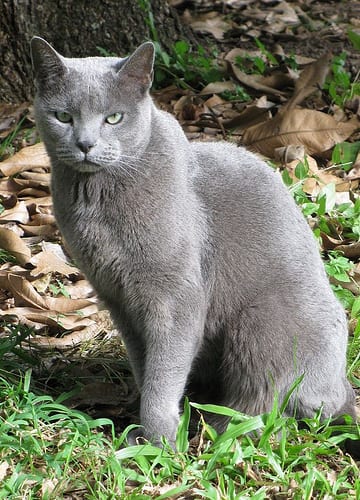 Lost Russian Blue tortoiseshell named Salem in Aurora