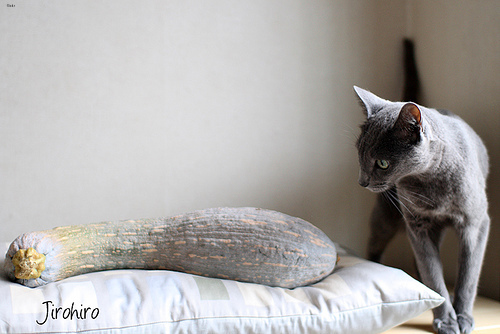 Lost tabby Russian Blue named Lola in Nanaimo