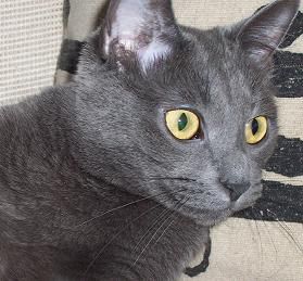 Lost Russian Blue tortoiseshell named Willow in North Battleford
