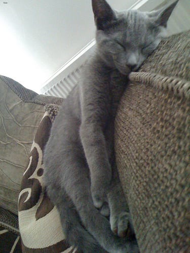 Lost Russian Blue black named Daisy in Montréal