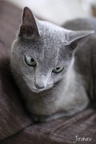Lost Russian Blue black and white named Tiger in Thompson