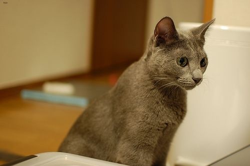 Lost Russian Blue orange tabby named Lola in Québec City