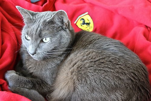 Lost Russian Blue white named Felix in Courtenay