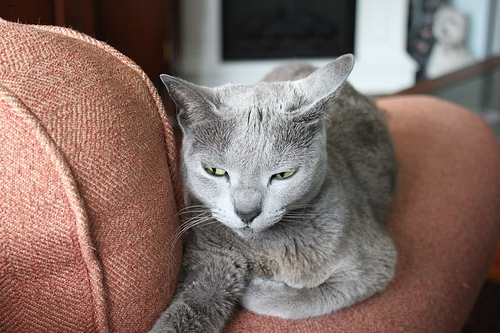 Willow