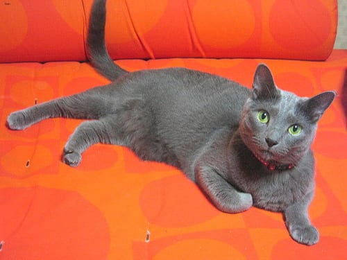 Lost Russian Blue grey tabby named Biscuit in Hamilton