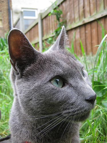 Lost Russian Blue orange tabby named Simba in Trois-Rivières